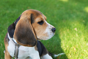 Portrait of funny young beagle puppy on the walk in the park, resting on juicy green mowed lawn. Small dog with black, brown and white stains outdoors. Background, copy space, close up.