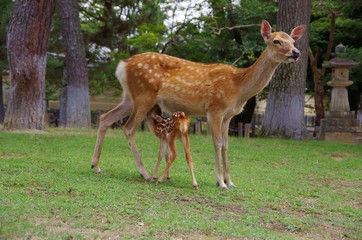 Naklejka na ściany i meble Nara Park in Japan, mother and baby deer in peace　奈良公園鹿の子育て