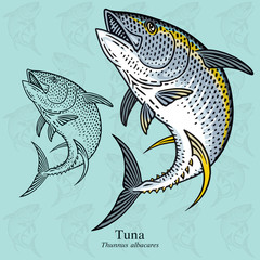 Jumping Tuna. Vector illustration with refined details and optimized stroke that allows the image to be used in small sizes (in packaging design, decoration, educational graphics, etc.)