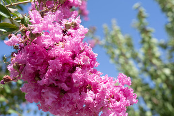 a close-up of the flowers of a crapemyrtle tree