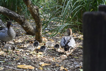 Fototapeta premium ducks