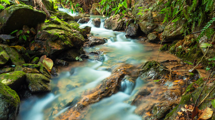 Small streams in forests and upstream forests in the rainy season