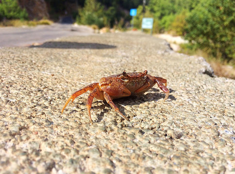 land red crab on the road