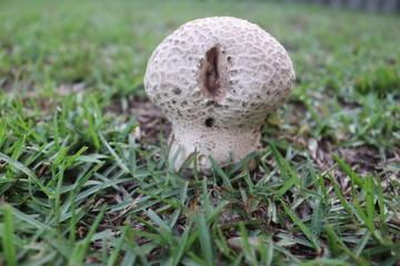 mushroom in grass