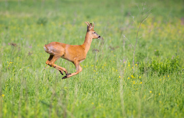 The running Roe Deer