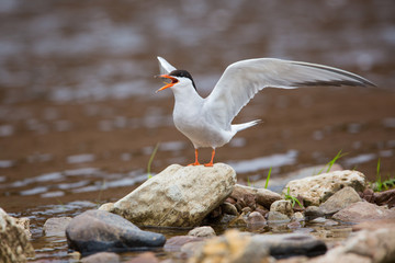The River Tern