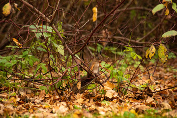 Squirrel sitting on the bushes