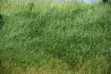 Obraz na płótnie Canvas Field with long green grass