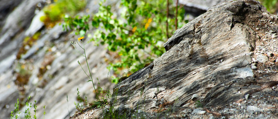 Slope of a rock with greenery is close