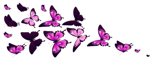 butterfly217