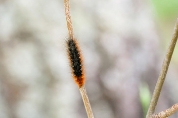 Hairy caterpillar. Orange and black. Crawling on the branch