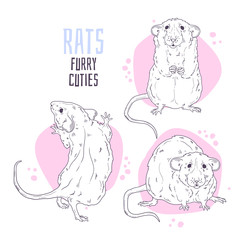 Vector hand drawn illustrations. Cute realistic rat.