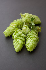 Humulus cones on black background