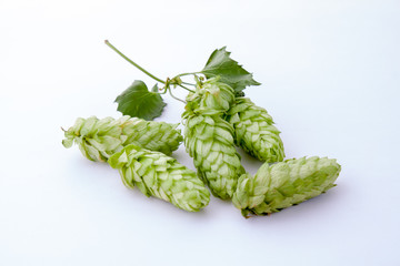 Humulus cones on white background