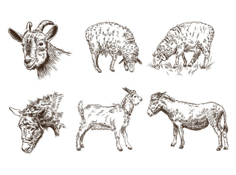 Set of images of farm animals. Sheep, goat, donkey.