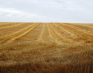 Fototapeta premium SONY DSC