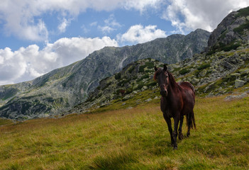 Fototapeta na wymiar Horse walking free in Retezat National Park, Carpathian Mountains, Romania