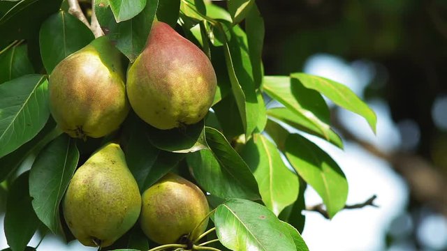 harvest of ripe pear fruit on the tree, organic food gardening