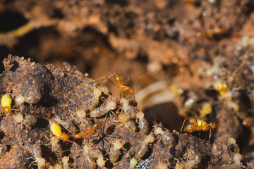 Ants fighting termites in termite nests.