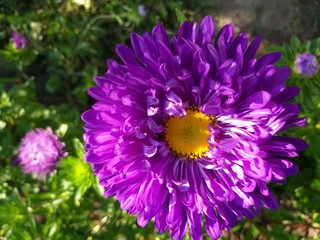 Flower aster purple in the garden