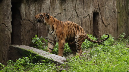 A wild tiger is about to jump