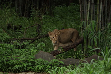 Lion, lioness, hunter