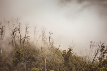 Obraz premium Regenwald in Australien mit Nebel