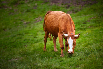 Healthy cow in mountains