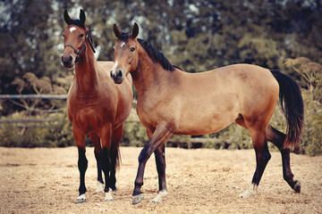 Two sports horses run in the levada.