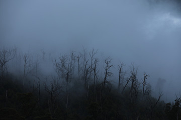 Regenwald Wald mit Nebel in Australien