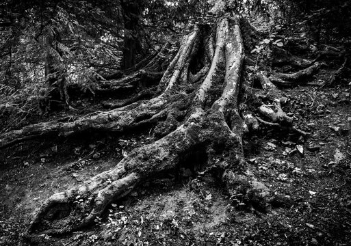 Tree roots in forest, black and white 