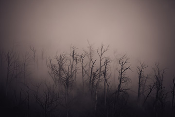 Regenwald Wald mit Nebel in Australien