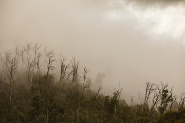 Fototapeta na wymiar Regenwald Wald mit Nebel in Australien
