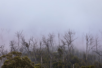 Regenwald Wald mit Nebel in Australien