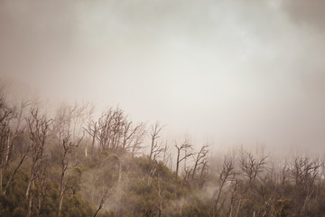 Obraz na płótnie Canvas Regenwald Wald mit Nebel in Australien