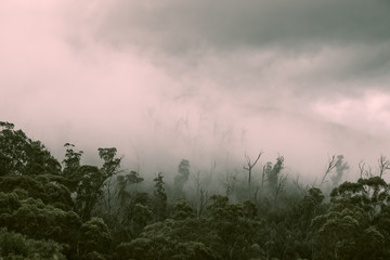 Plakat Regenwald Wald mit Nebel in Australien