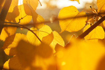 autumn, leaf, fall, tree, leaves, nature, yellow, maple, forest, season, foliage, orange, red, color, bright, branch, park, gold, plant, abstract, closeup, outdoors, colorful, golden, beauty