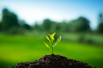 Plant,Seedlings grow in soil with sun light. Planting trees to reduce global warming.