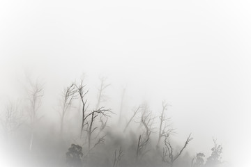 Regenwald Wald mit Nebel in Australien