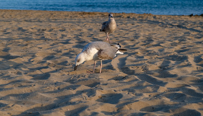 Seagulls on the sea sandy shore against the backdrop of the clear blue sea at sunset in summer....