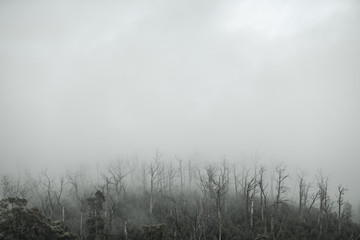 Fototapeta na wymiar Regenwald Wald mit Nebel in Australien