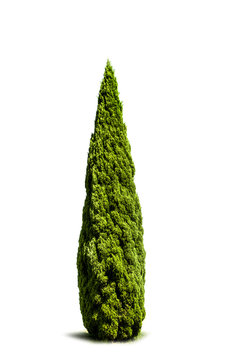 Grüner Baum isoliert auf Weißem Hintergrund