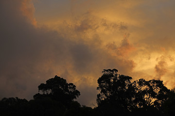 Regenwald Wald mit Nebel in Australien