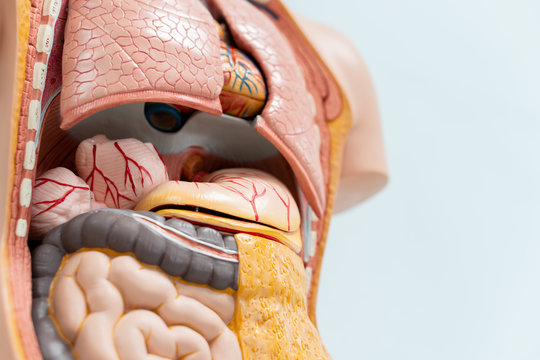 Closeup Human Organs Artificial Model In Medical Student Classroom, Inside Body Anatomy Torso For Study Education