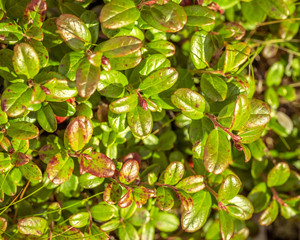 Cowberry leaves. Vaccinium vitis-idaea (lingonberry, partridgeberry or cowberry). raw materials for elite health teas. traditional medicine.