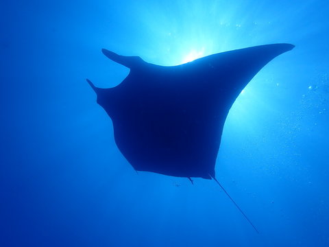 mantarochen im gegenlicht (pazifik)