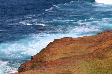 Sedum Küste auf Philip Island in Australien 