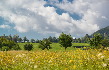 Landschaft in der Pfalz