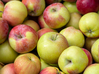 Background from red-green apples. New apple harvest