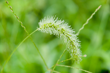 Raindrops on plant. Setaria viridis (green foxtail) in Japan is called: Enokorogusa. Isolated on green blurred background.